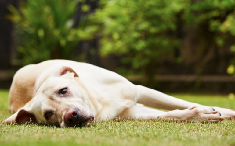 Czym jest bebeszjoza u psa? Na zdjęciu smutny pies leży na trawie.