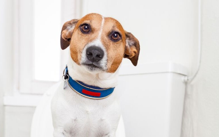 Jak wygląda biegunka u psa? Na zdjęciu pies patrzy prosto w obiektyw.