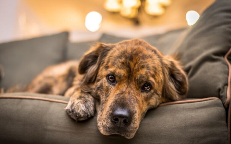 Czym jest bolerioza u psa? Na zdjęciu sofa, a na niej smutny pies.