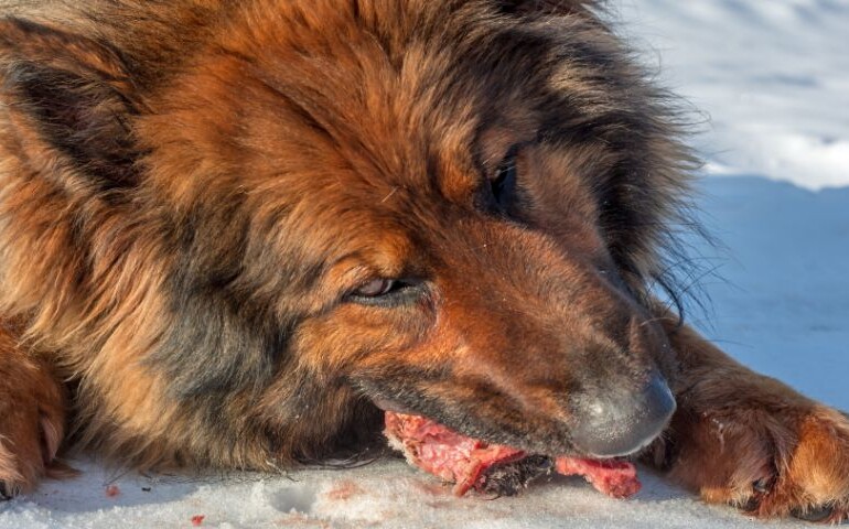 Pies z gatunku owczarka niemieckiego spożywa surowe mięso.