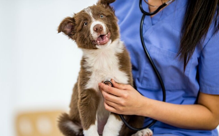 Czy warto zostać weterynarzem? Na zdjęciu młoda Pani weterynarz pada psa.