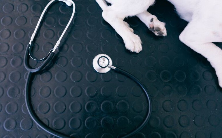 Czym jest diagnostyka weterynaryjna i jakie badania obejmuje? Na zdjęciu stetoskop obok psa.