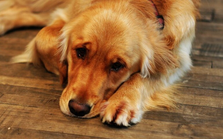 Czym jest giardia u psa? Na zdjęciu na podłodze leży smutny pies.