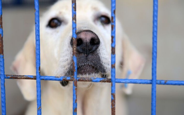 Czym jest hot spot u psa? Na zdjęciu biały pies cierpiący na hot spot.