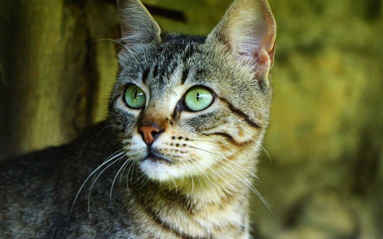 Jakie kolory widzi kot? Na zdjęciu zbliżenie na pyszczek kota i jego oczy.