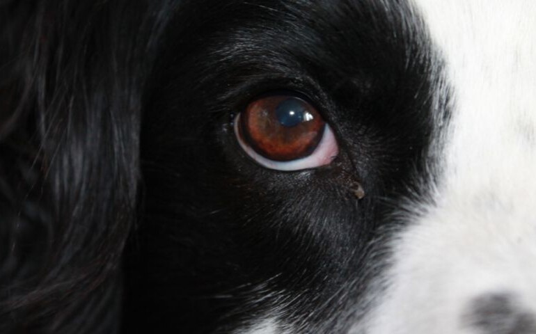Jakie kolory widzi pies? Na zdjęciu zbliżenie na oko psa.