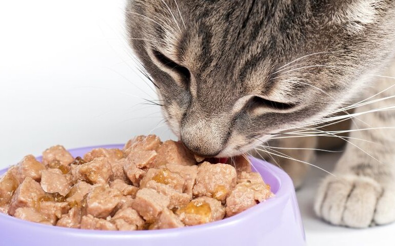 Co może, a czego nie może jeść kot? Na zdjęciu kot zjada karmę ze swojej miski.