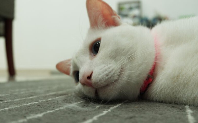 Czym jest kaliciwiroza u kota? Na zdjęciu chory kot leży na podłodze.