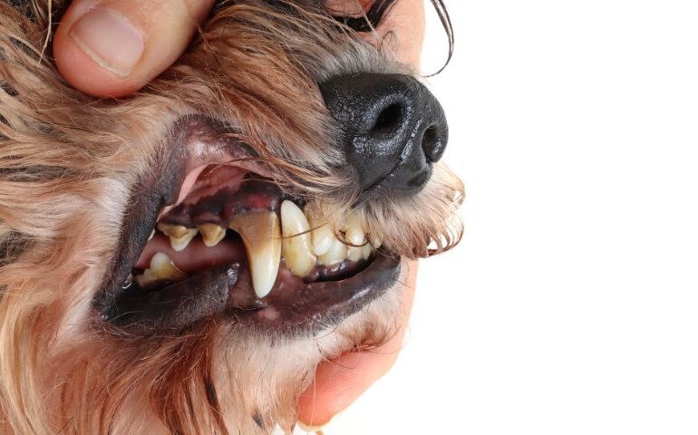 Po otwarciu pyska widać kamień nazębny u psa.