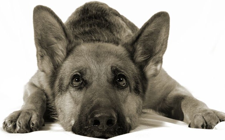 jak rozpoznać kaszel kenelowy u psa? Na zdjęciu smutny pies leży na białym kocu.