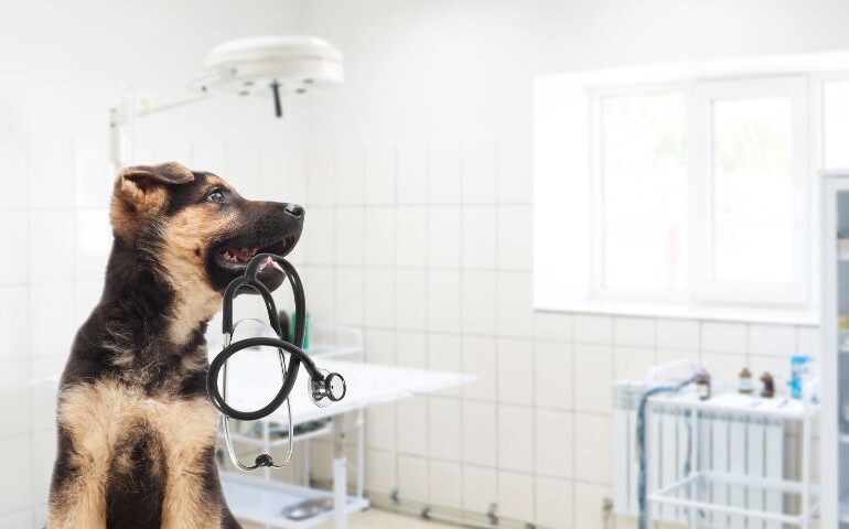 Jak wybrać klinikę weterynaryjną dla zwierzaka? Na zdjęciu pies w gabinecie, który trzyma w pysku stetoskop.