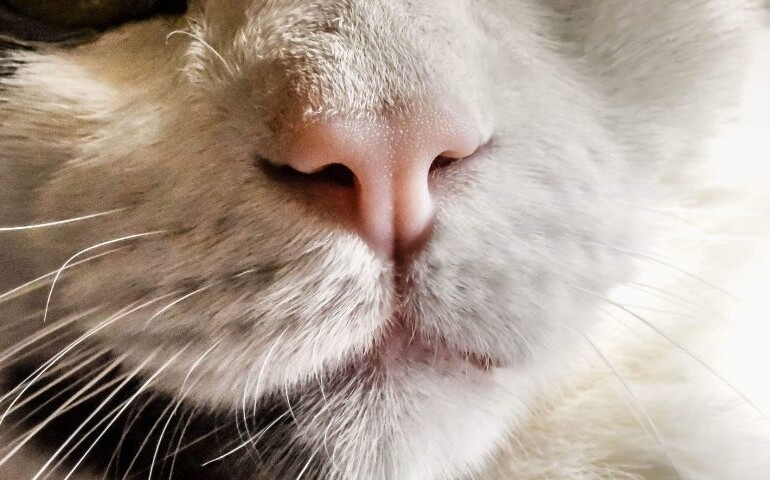 Czym jest nosówka u kota? Na zdjęciu zbliżenie na nos kota.