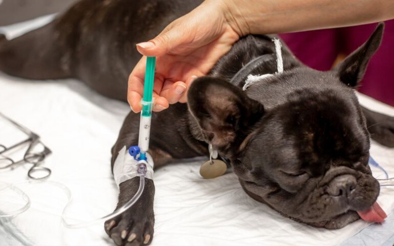 Operacja stawu biodrowego u psa w gabinecie weterynaryjnym.