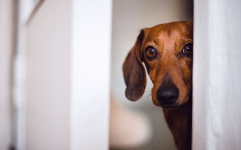 Czym jest parwowiroza u psa? Na zdjęciu smutny pies wygląda zza ściany.