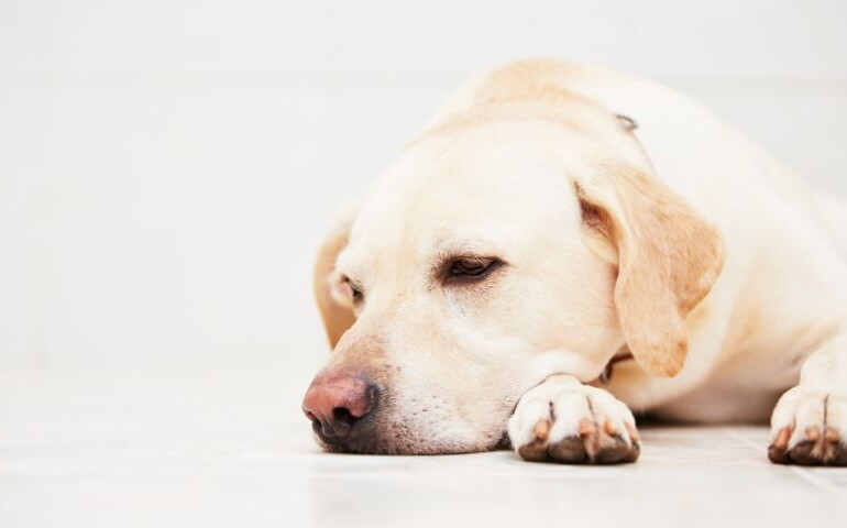 Chory na skręt żołądka pies leży na podłodze wyraźnie smutny.