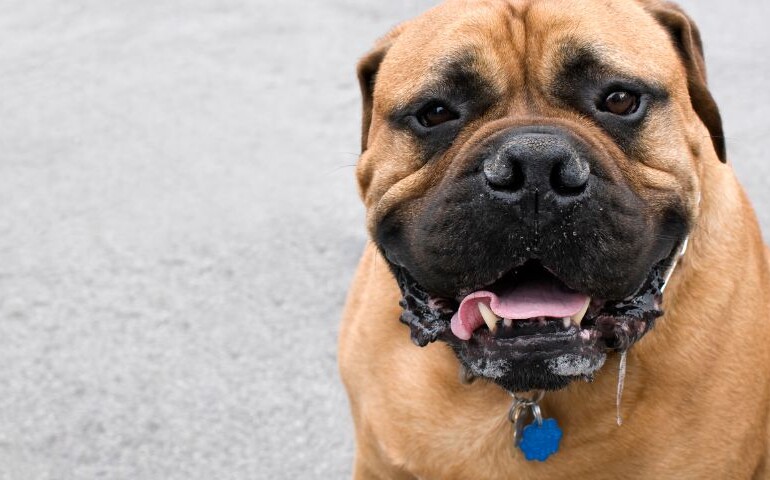 Wyraźny ślinotok u psa, który patrzy prosto w obiektyw aparatu.