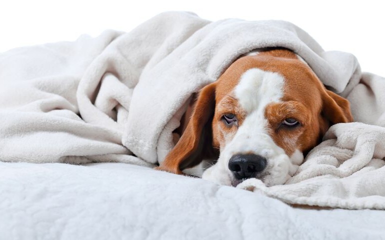 Czym jest spondyloza u psa? Na zdjęciu pies pod kocem.