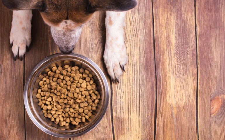 Sucha karma dla psa w misce, na którą patrzy pies.