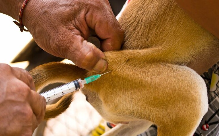 Weterynarz podaje szczepionkę przeciwko wściekliźnie psu z brązową sierścią.