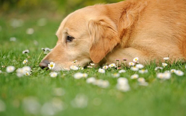 Czym skutkuje udar cieplny u psa? Na zdjęciu smutny pies leży na łące.