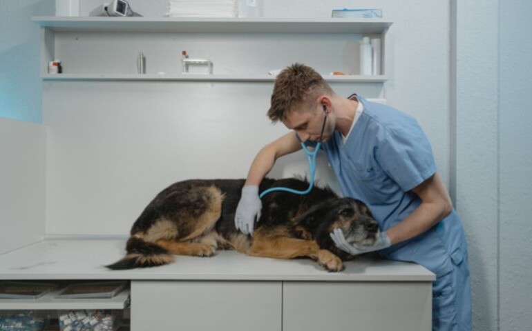Młody weterynarz bada chorego psa na stole.