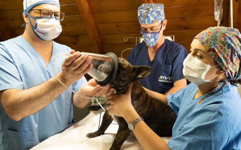 Zespół weterynarzy wykonuje zabieg weterynaryjny na psie, najpierw go uspiając.